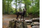 Dobermannrüde braun, 11mon, kupierte Rute, abzugeben