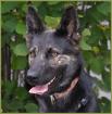 Georgia, Schäferhund-Mix, 1 Jahr, w