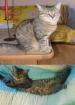 2 Kater suchen DRINGEND neues Zuhause ( Unkastriert )