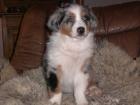 Australian Shepherd Welpe mit Papieren IGRD