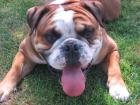 Englische Bulldogge sucht Hündin zum Decken