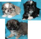 Pekinesen Shihtzu -Edelmixe-