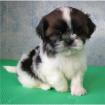 Shih Tzu welpen