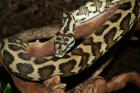 Morelia spilota mcDowelli Sibling 1.0