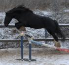 Deckhengst Aldebaran hat noch Termine zum Decken frei