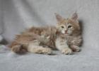 Verschmuste, typvolle Maine Coon Kitten