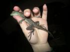 1.1 Basiliscus plumifrons