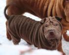 Schöner Shar Pei Rüde 10 Wochen alt in choco zu vergeben