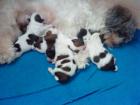 Shih Tzu Welpen