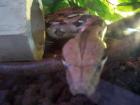 Boa Constrictor mit Terrarium Komplett