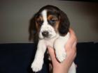 Beagle tricolor Welpen