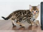 Super süße Bengal Kitten mit Stammbaum abzugeben