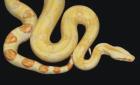 Albino Boa zu verkaufen