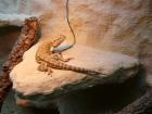 2 Pogona Henrylawsoni Weibchen