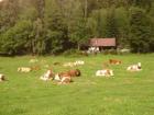 Ferienhütten in der Steiermark