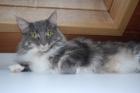 MAIN COON BLUE TABBY