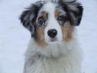 Australian Shepherd Welpen