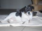 Jack Russel Welpe