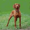 Junghund Magyar Vizsla