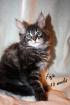 Maine Coon Babys suchen ein zu Hause