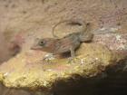 Biete 1.1 Anolis cybotes