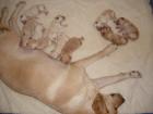 Labradorwelpen, blond in 8 Wochen abzugeben, gesund und bildhübsch, FP 390,- Eur