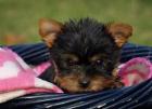 Mini yorkie welpen