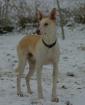 Podenco-Mischling aus Andalusien