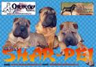 Shar-pei welpen