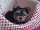 Yorkshire terrier  yorki welpen