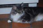 MAIN COON BLUE SILVER TABBY