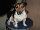 Jack Russel Rüde 2 Jahre such jacky Dame