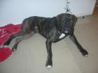 BoxerRuede 1 u.halb J. alt sucht dringend ein neues Zuhause