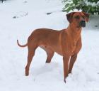 Rhodesian Ridgebackwelpen/ South African Hunter Kennel