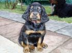 Gordon-Setter Welpen(ohne papiere)