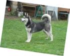 Familienfreundliche Siberian Huskywelpen reinrassig u. gesund 