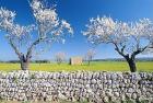 Mandelblüte auf Mallorca erleben