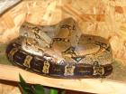 Boa Constrictor Constrictor mit Terrarium