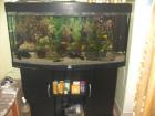 260 l Juwel Aquarium