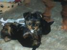 Yorkshireterrier Welpen ,Spaltbiewer