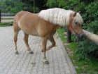 Gut ausgeb. Haflinger Stute / Ideales Freitzeitpferd