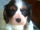 Cavalier King Charles Spaniel Welpen