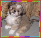 Kleine Shihtzu Mix Rüden