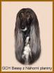 Afghanischer Windhund mit Papiere