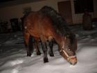 Shetlandpony
