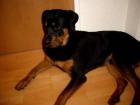 Rottweiler Apollo