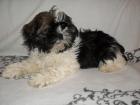 Shih Tzu Welpen