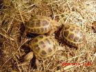 Vierzehenlandschildkröten- unbekannt 