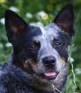 Australian cattle dog