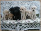 Labrador Welpen mit Papiere zu verkaufen